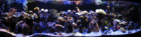 paulb-aquarium-wide